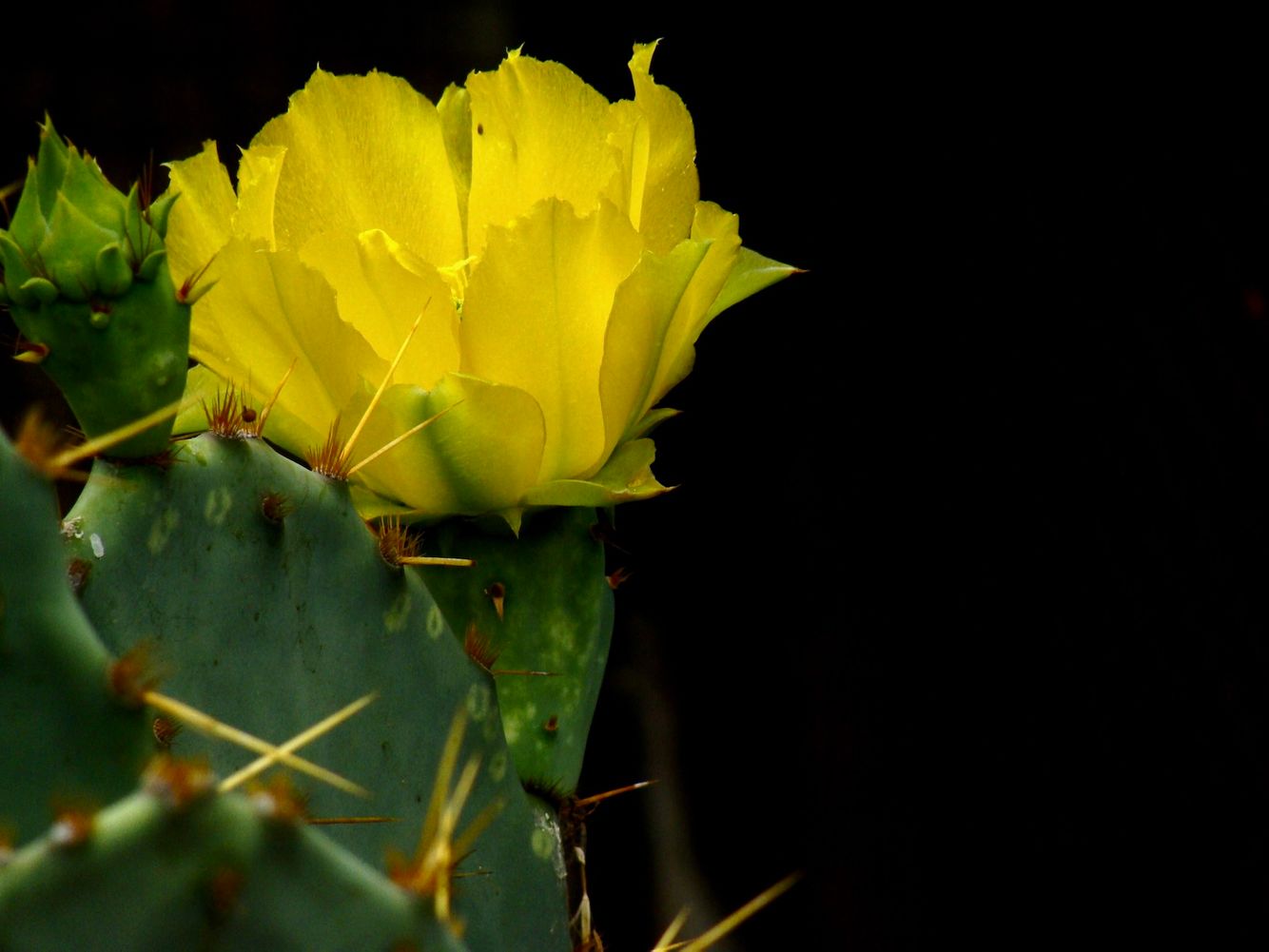 2009 AZ Bot. Garden (29).JPG