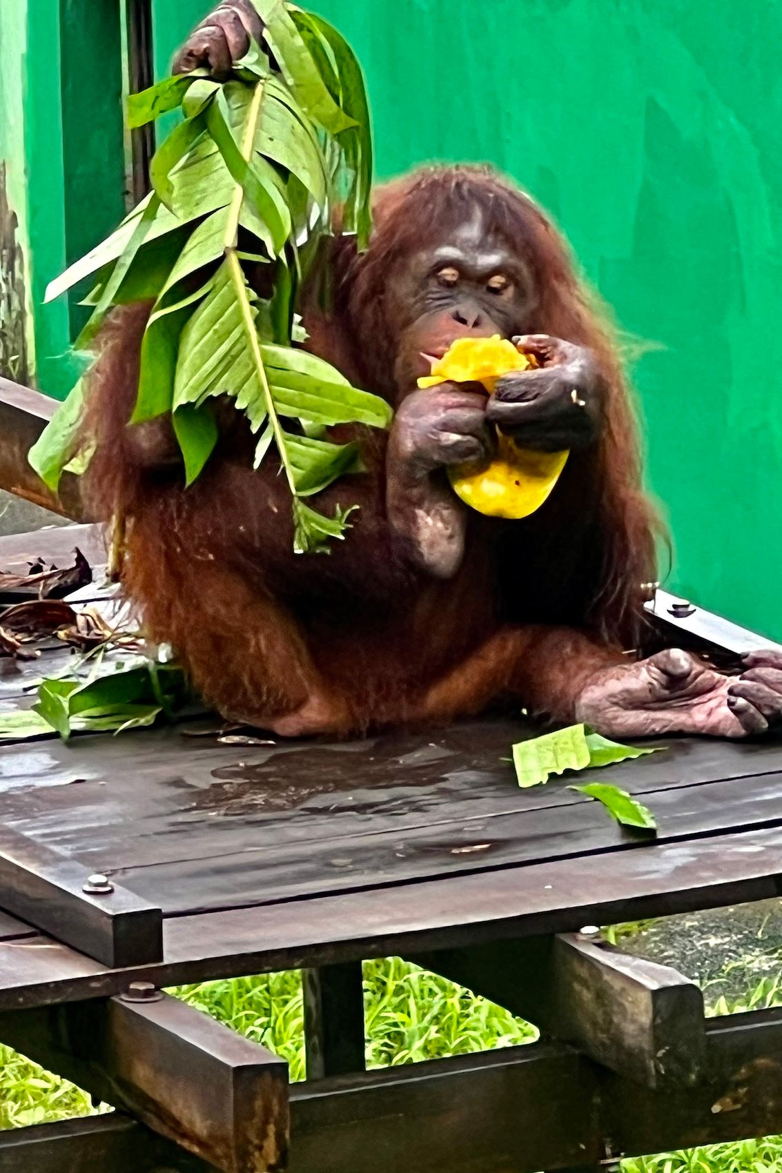 24 Malaysia Matang8.jpg