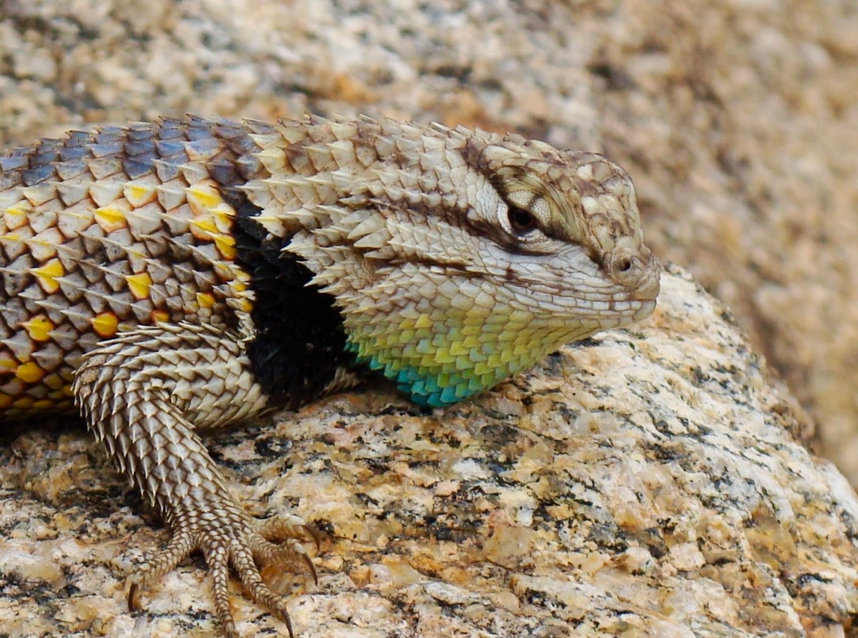 AZ Bot. Garden DHA 09 (2).JPG