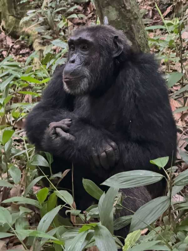 24 Uganda chimps  FAVS 3.jpeg