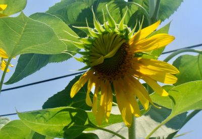 2011 Sunflower 2 (9)_1024.jpg