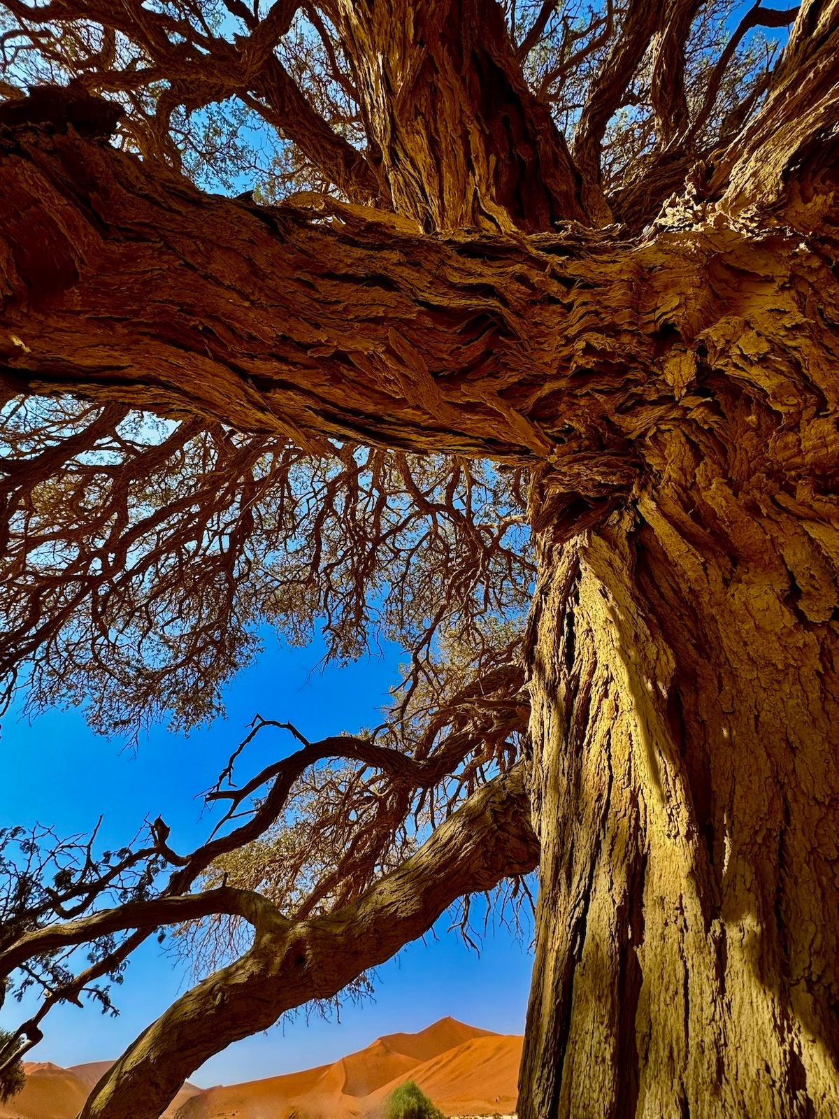 24 Namibia deadvlei tree.jpeg