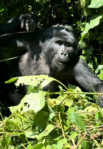 24 Uganda gorillas favs9.jpeg