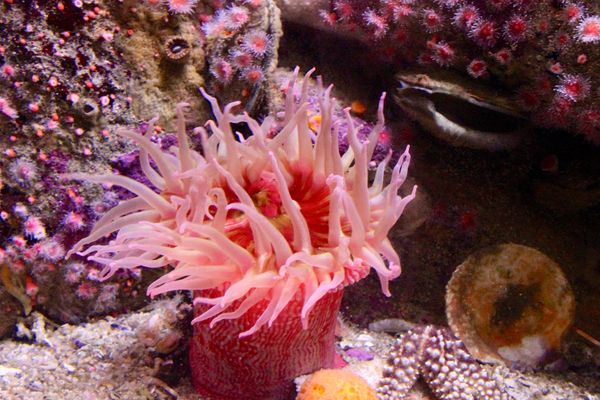 aquarium monterey pink.jpg