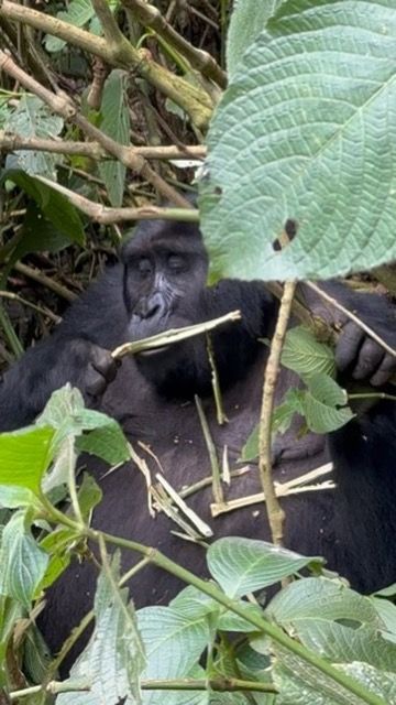 24 Uganda gorillas favs1.jpeg