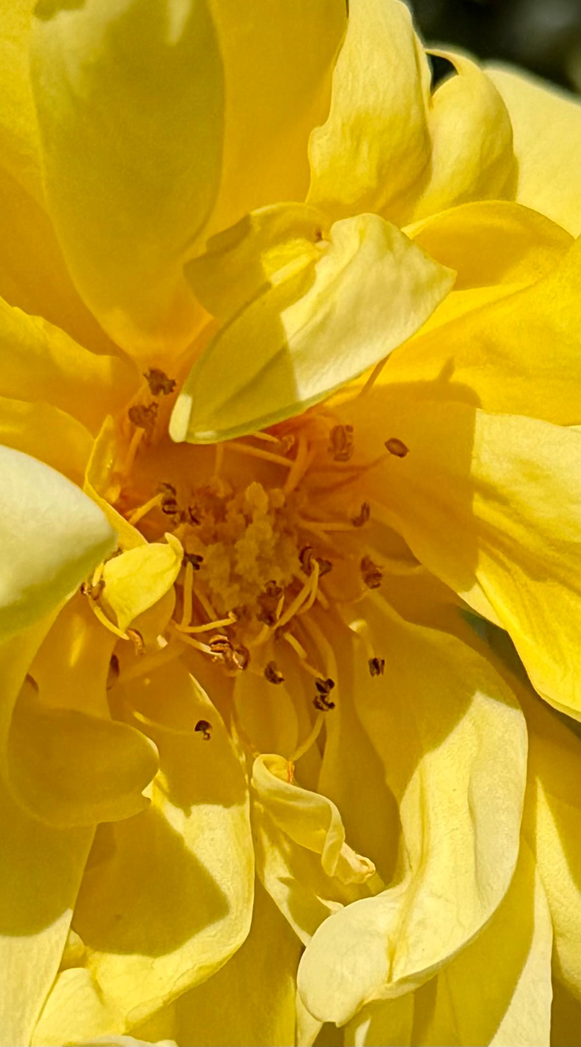 yellow flower San José CA.jpeg