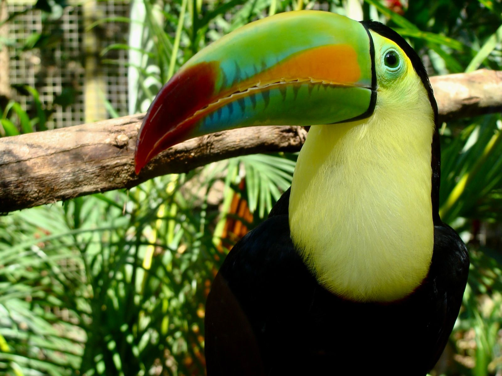 2009 Parrot honduras2.JPG