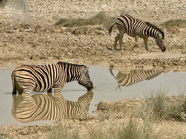 24 namibia zebras etosha.jpeg