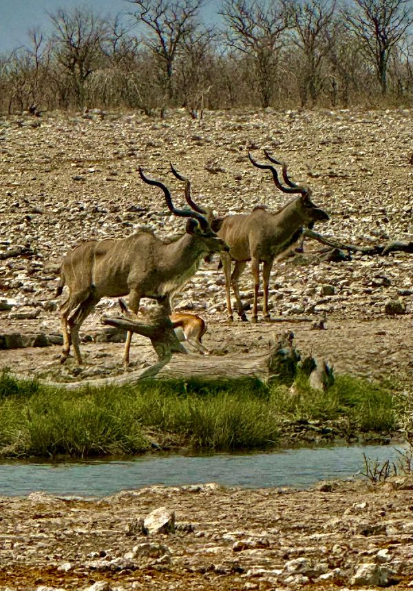 etosha national park.jpeg