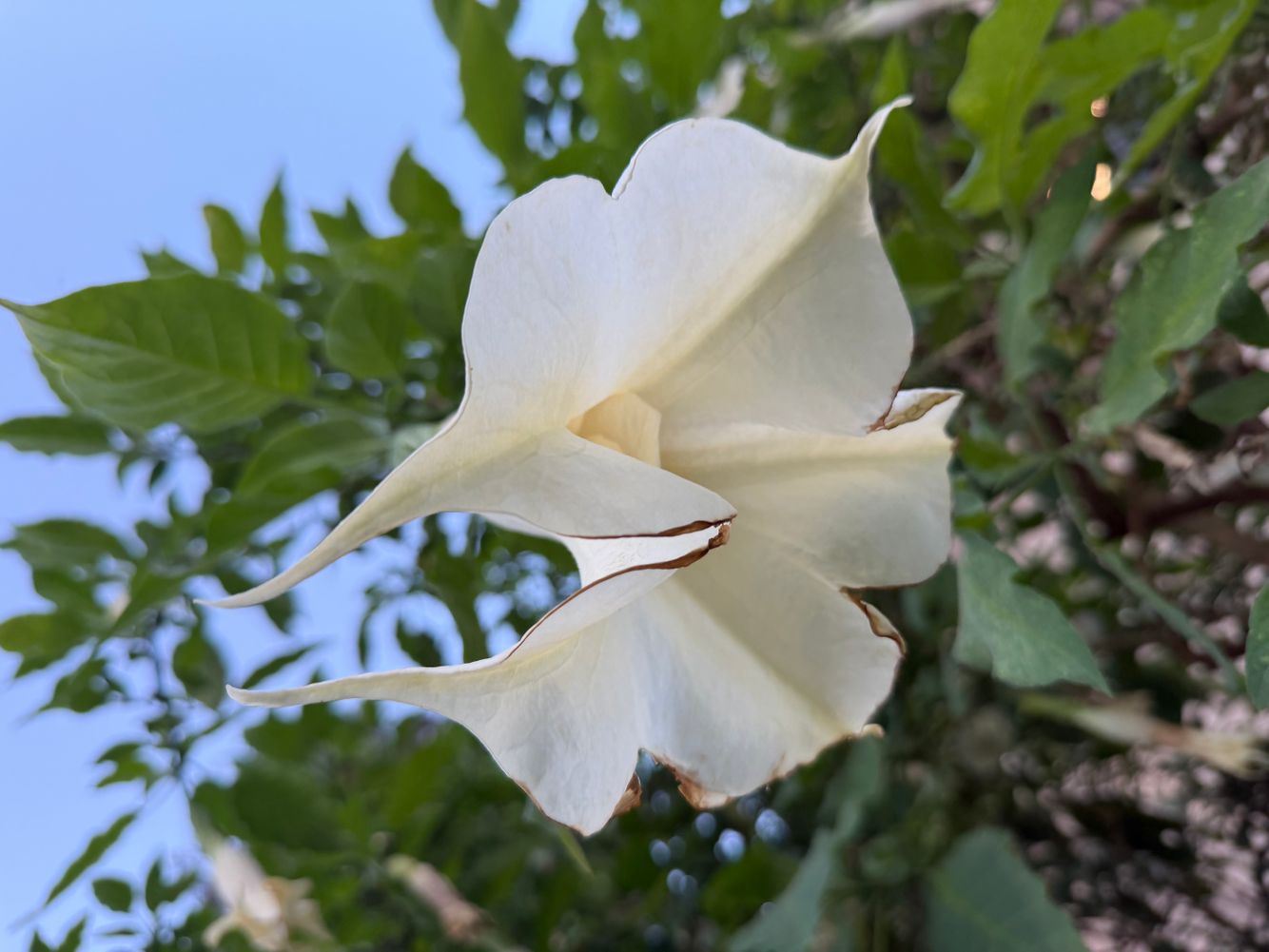 white flower San José.jpeg