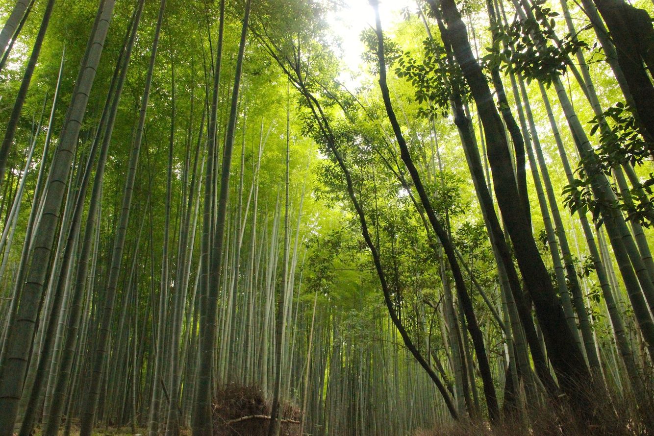 2014 Japan more5.JPG