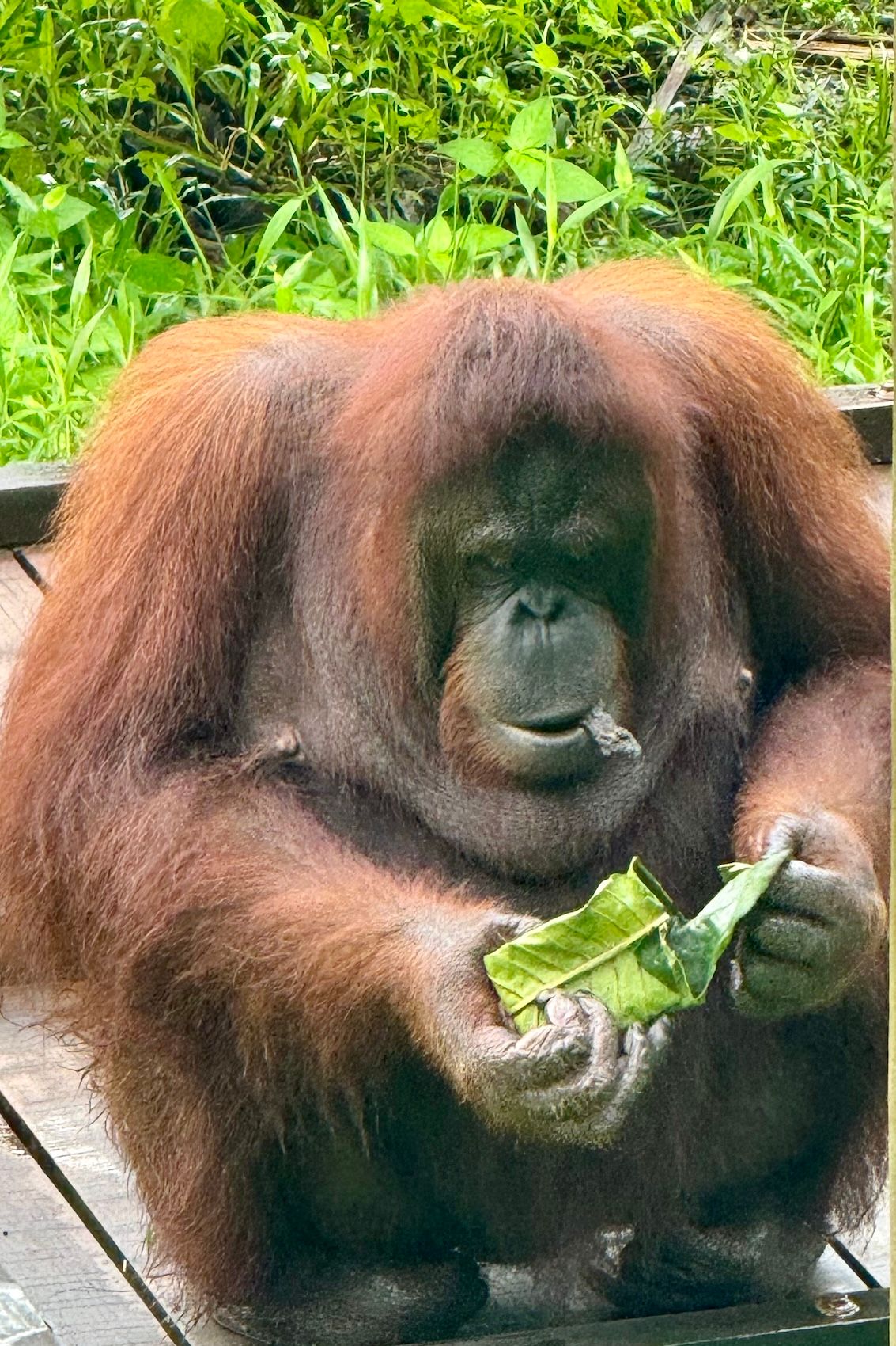 24 Malaysia Matang67.jpg