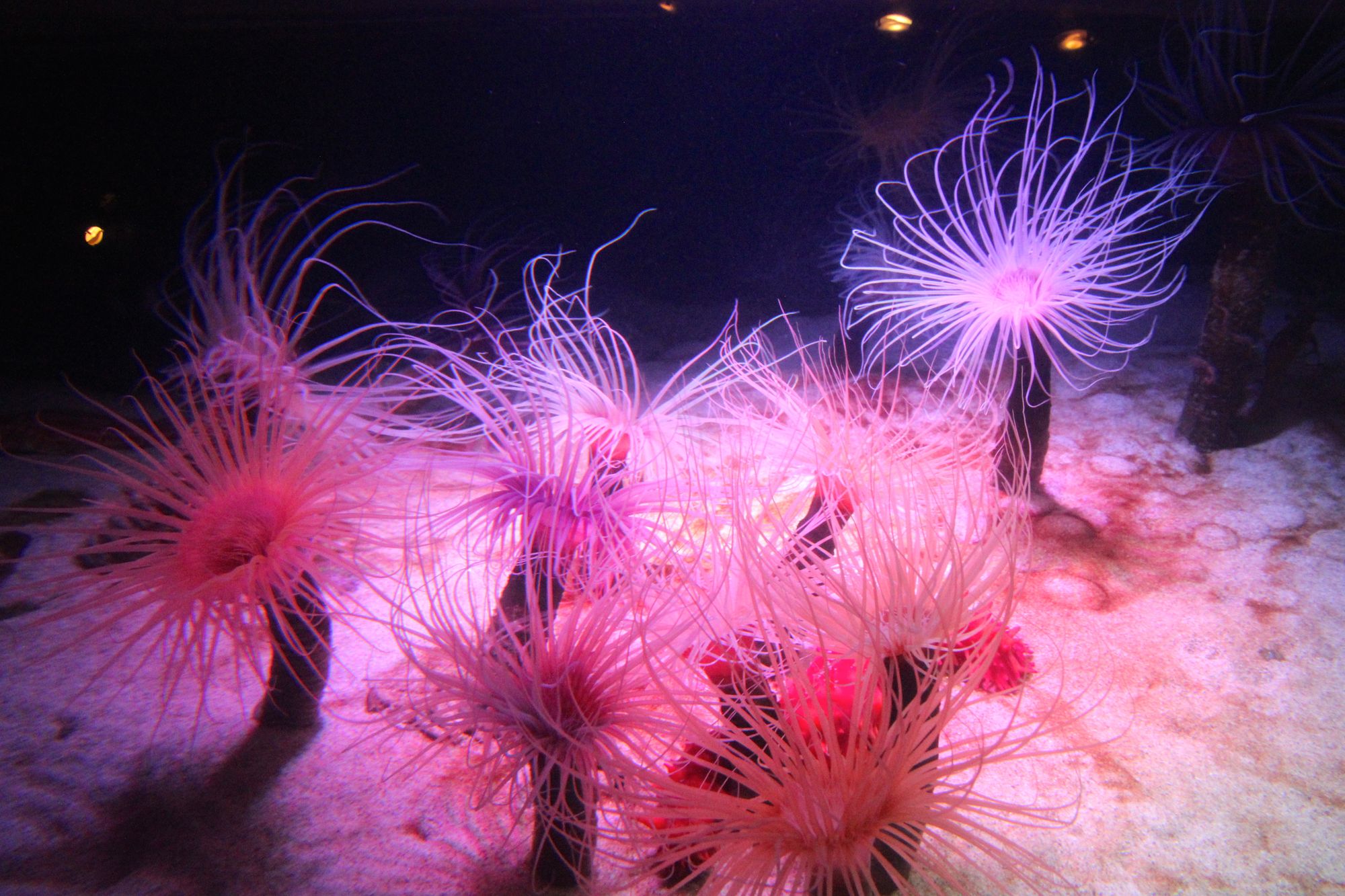 2015 CA Aquarium25.JPG