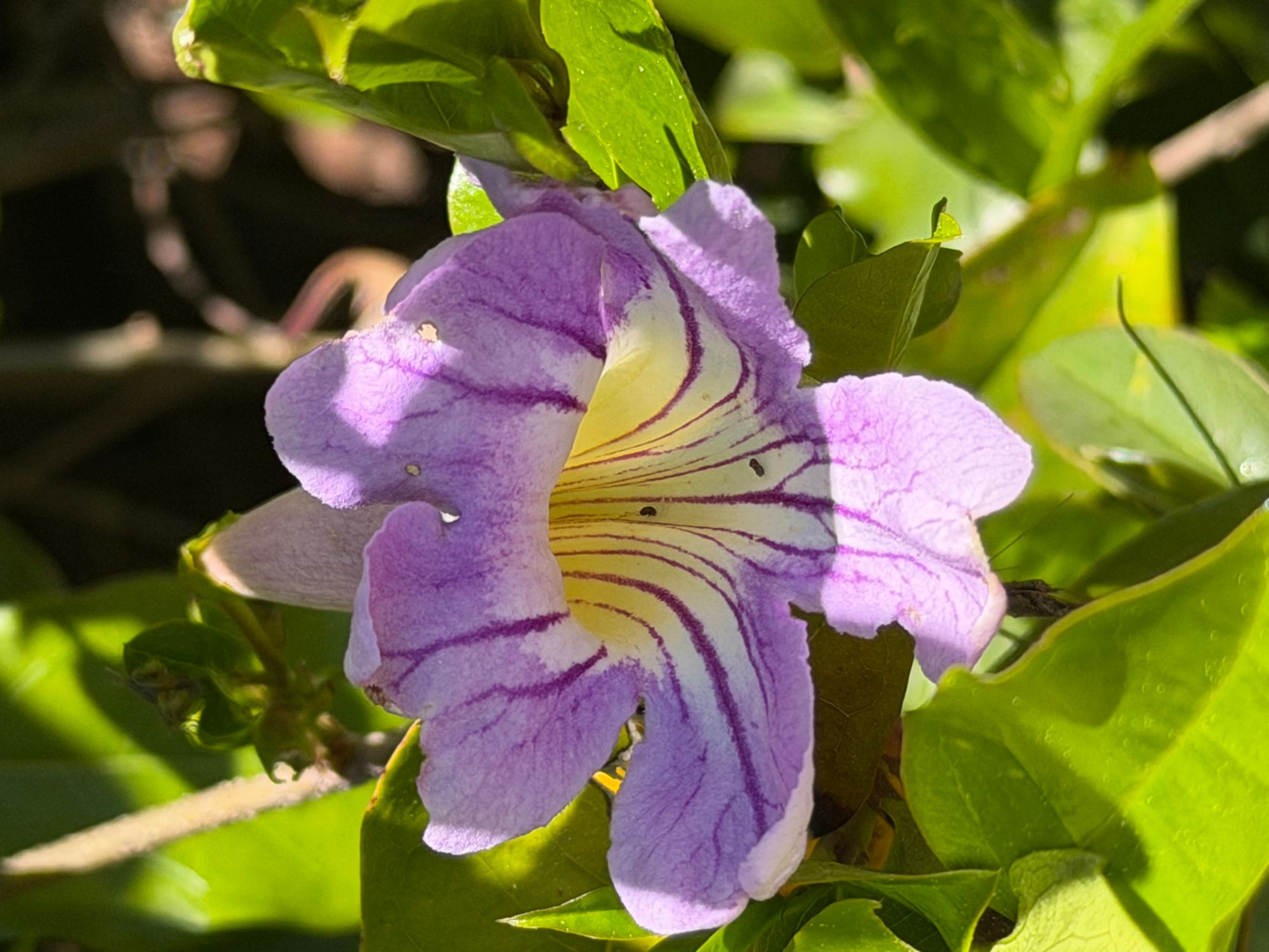 Morning glory San José.jpeg