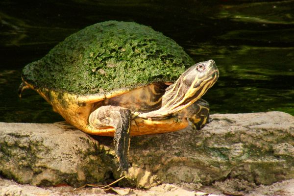 BuschGardens turtle.JPG