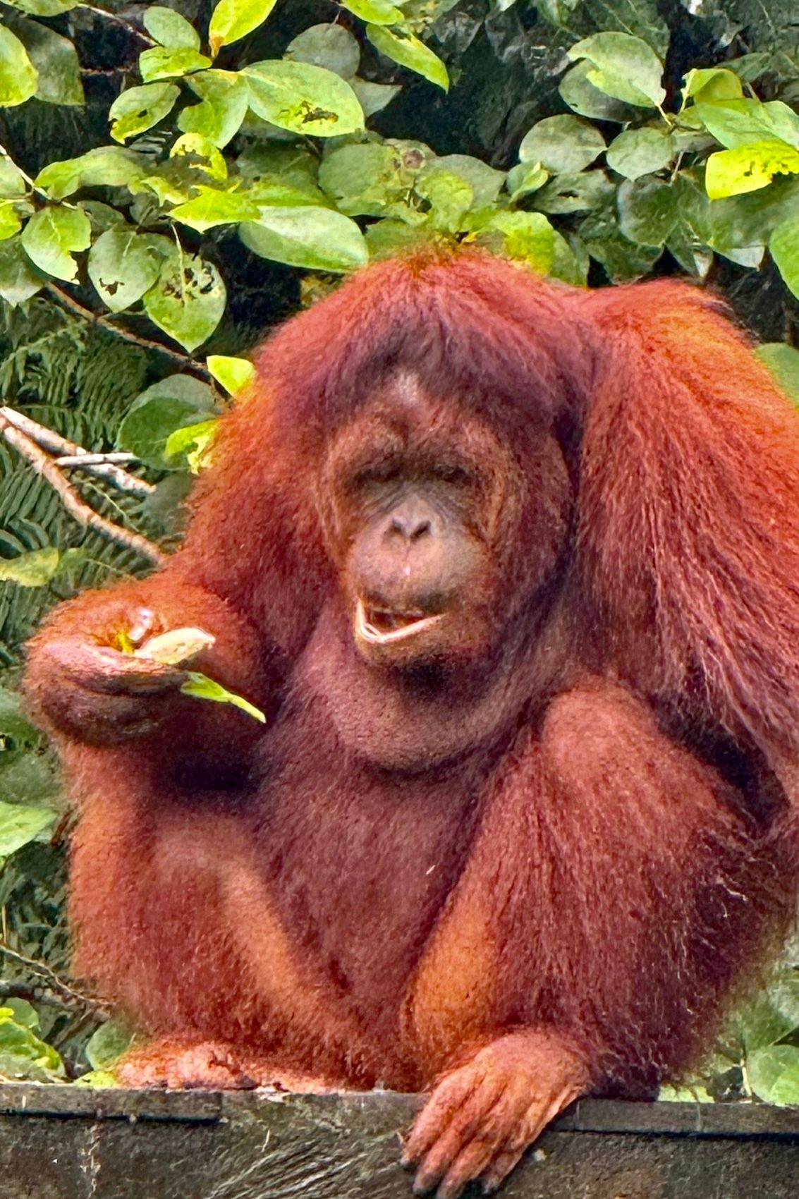 24 Malaysia Matang18.jpg