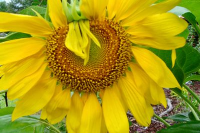 Sunflowers Spring lake 2009 (1).JPG