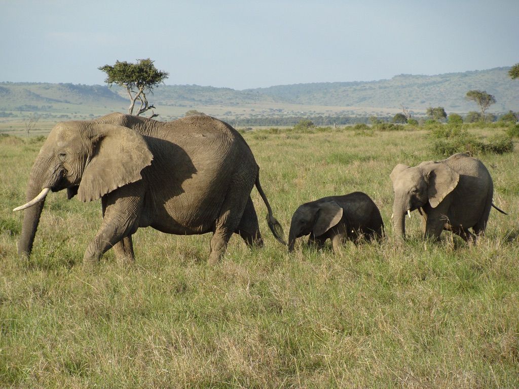 elephant trio.jpg