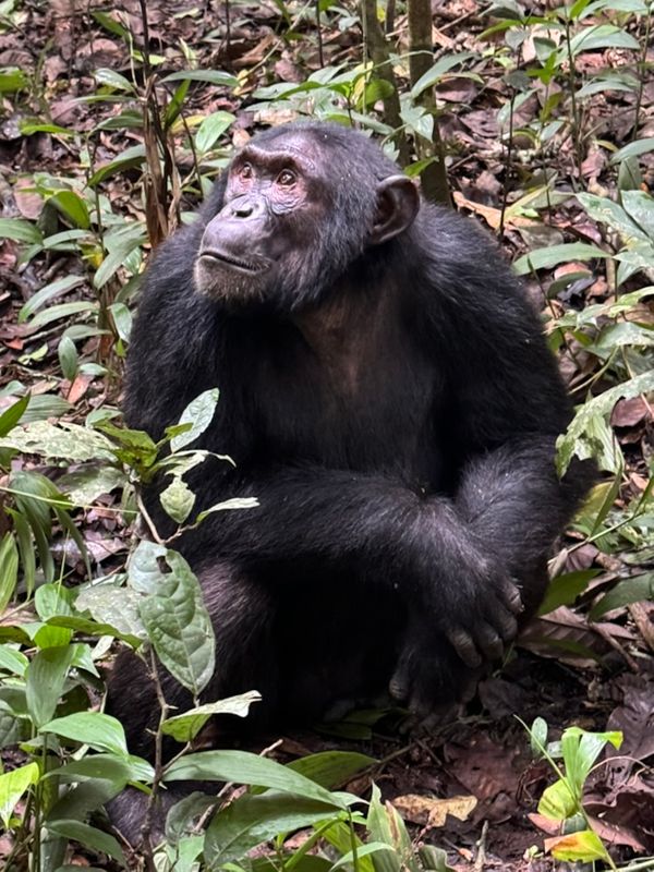 24 Uganda chimps  FAVS 15.jpeg