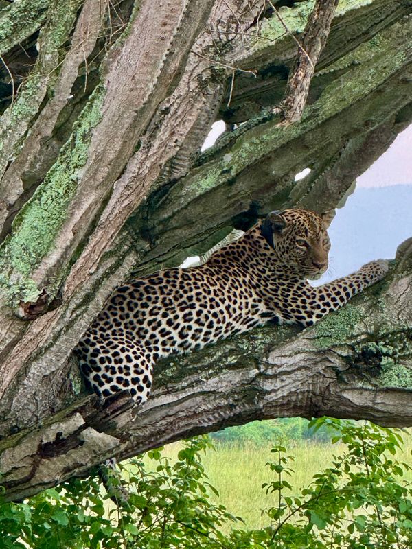 24 Uganda leopard tree.jpeg