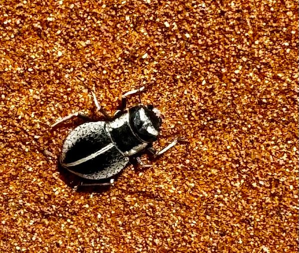 24 namibia beetle.jpeg