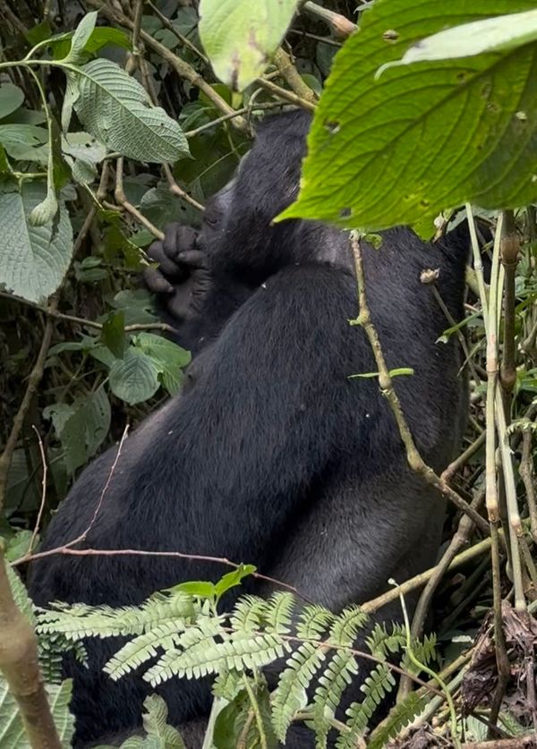 24 Uganda gorillas favs6.jpeg