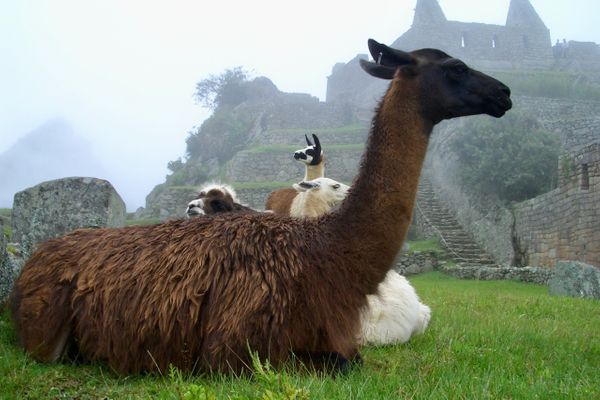 Macchu Pichu 2005 (63).jpg