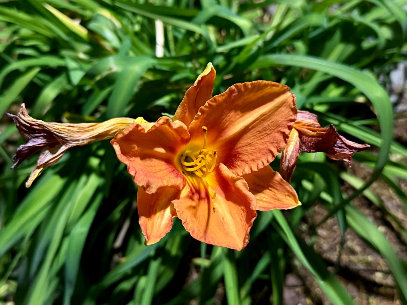 orange flower San José.jpeg