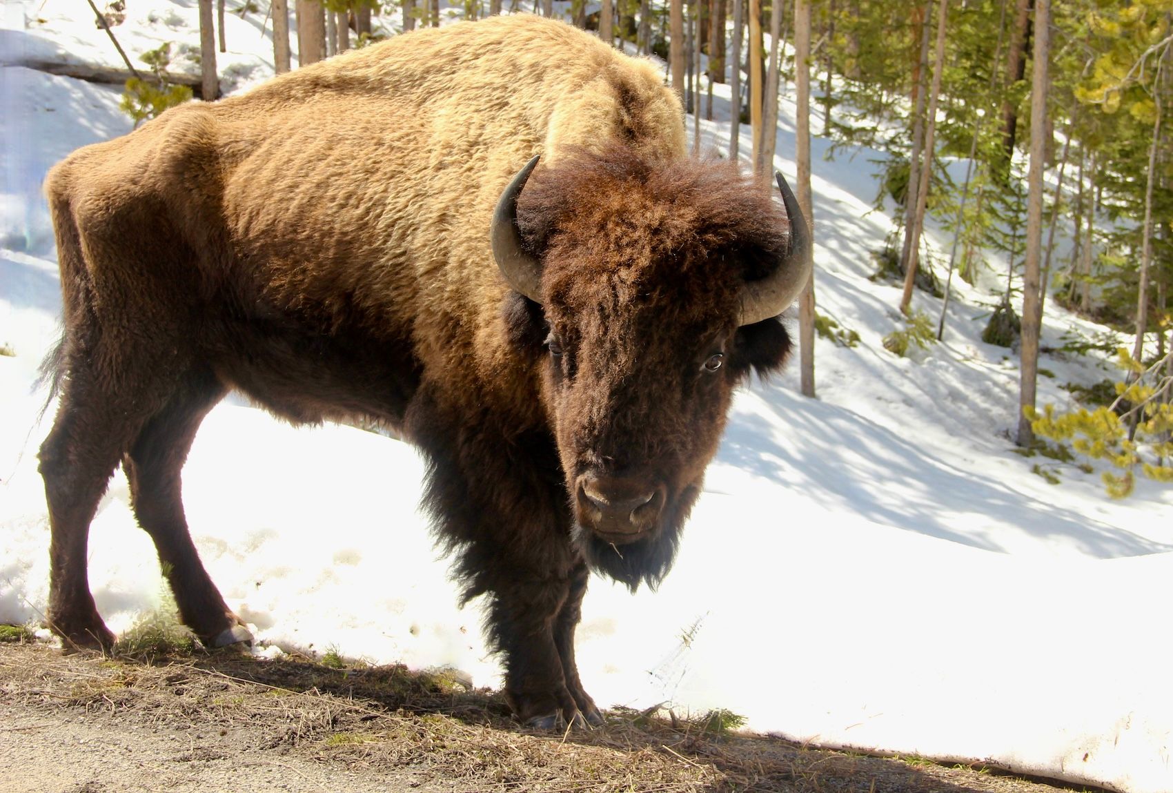 2017Natl Park Yellowstonebison.JPG