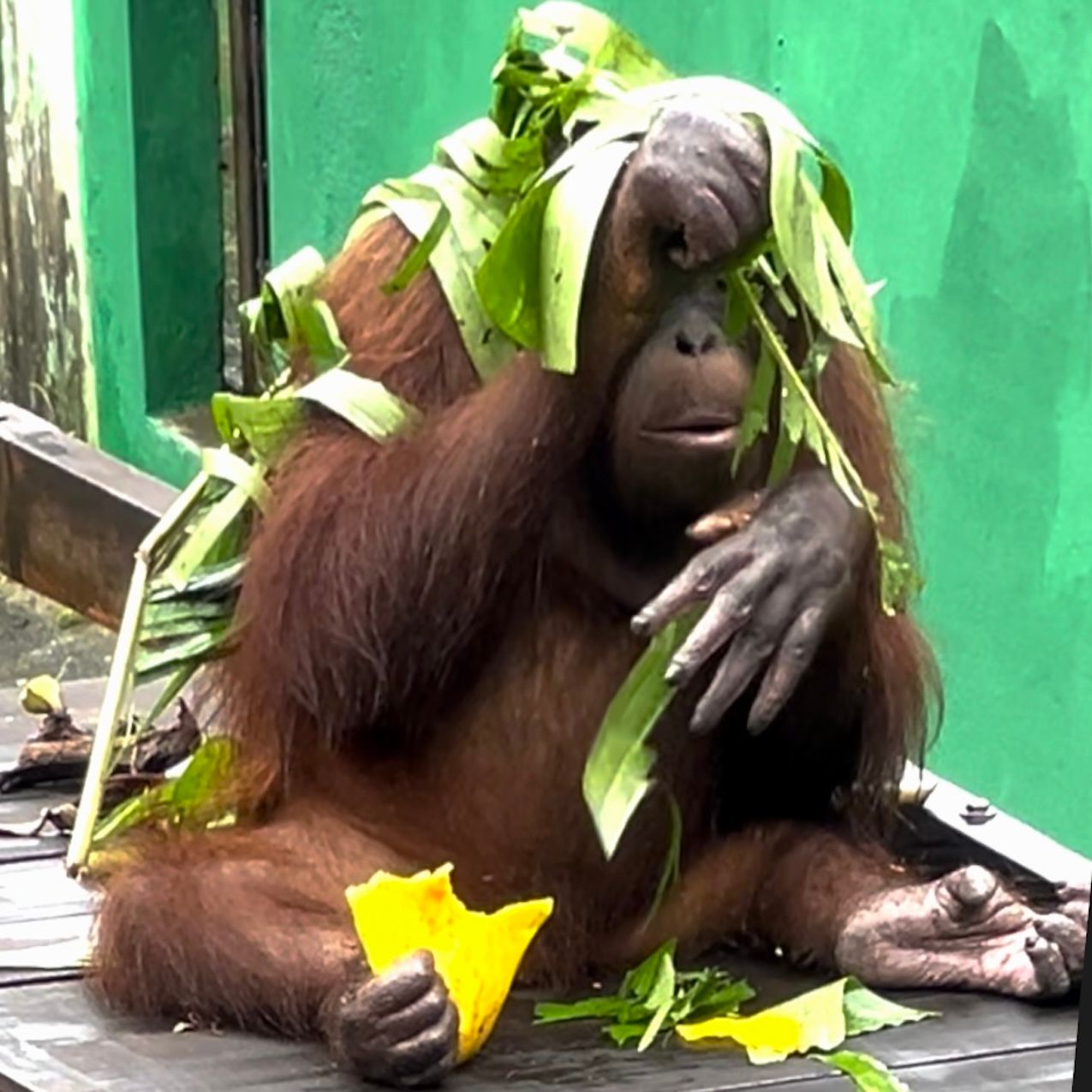 Borneo orangutan more.jpeg