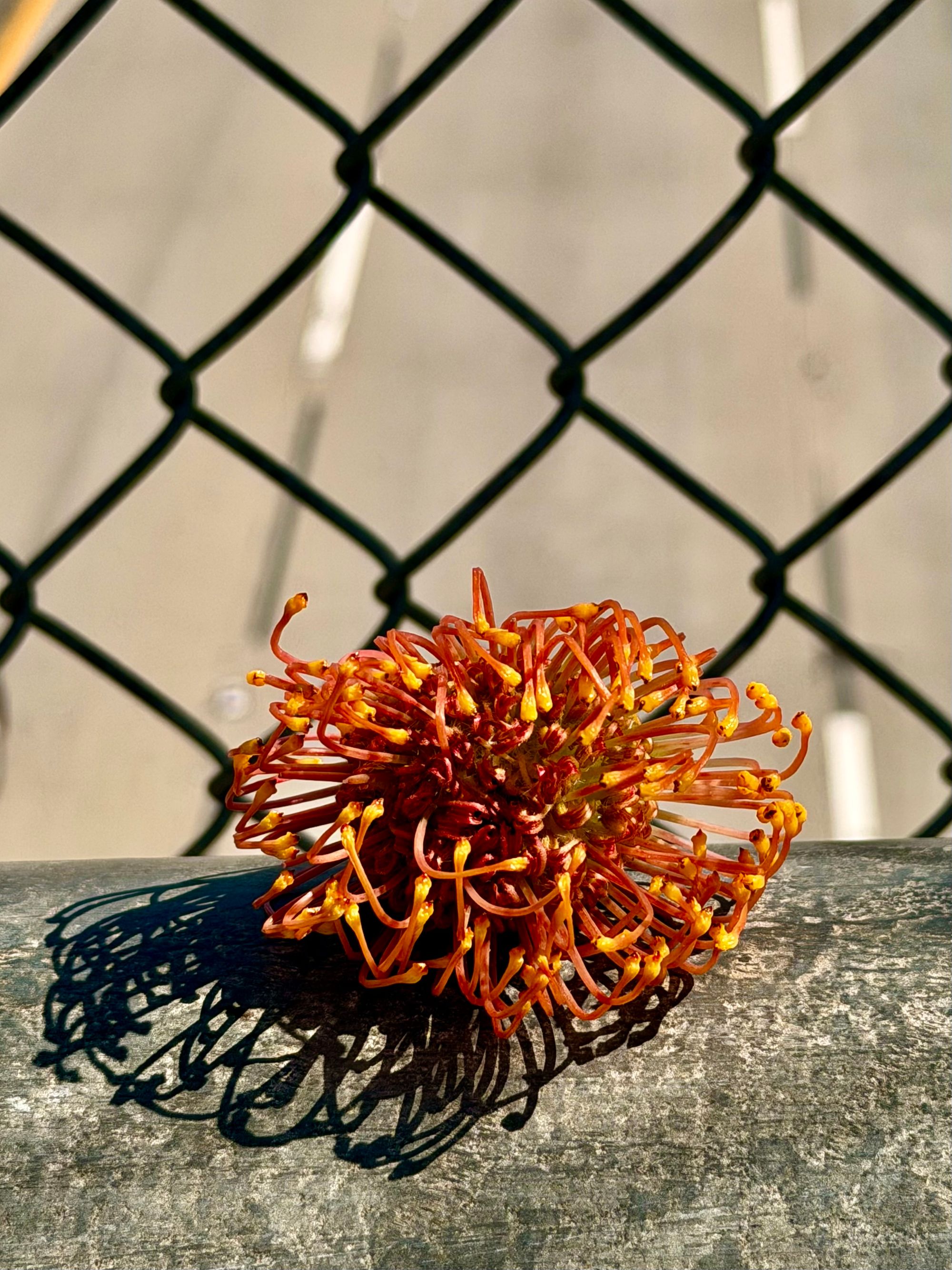 flower and overpass.jpeg