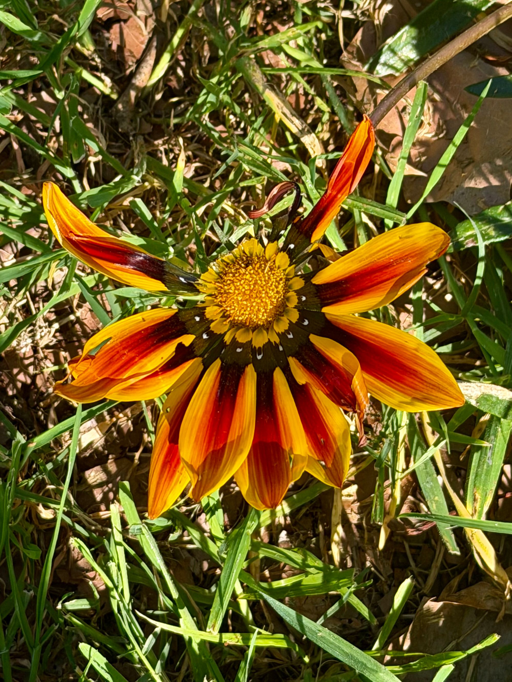 flower san José 3.jpeg