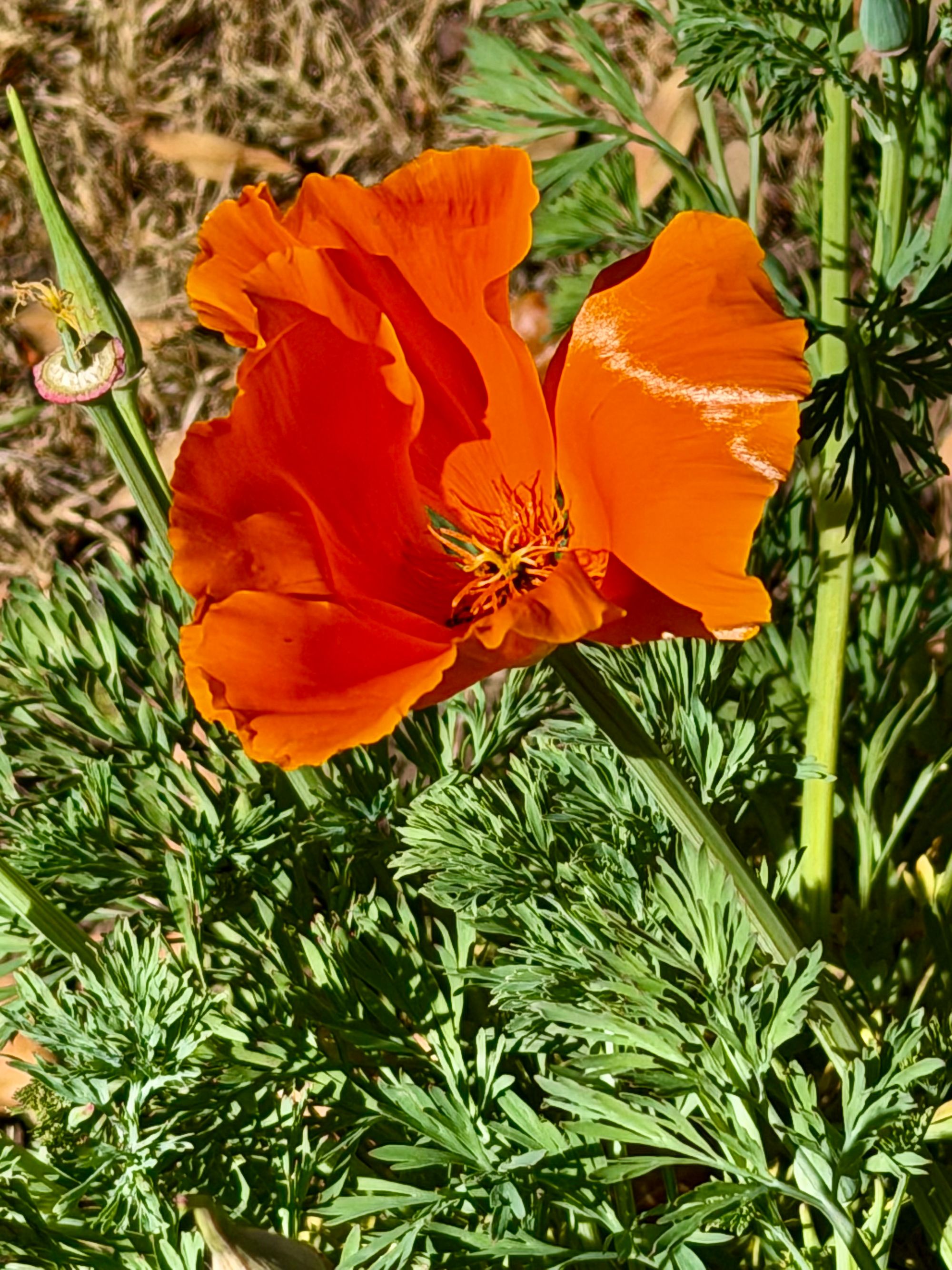 poppy stripe San José.jpeg