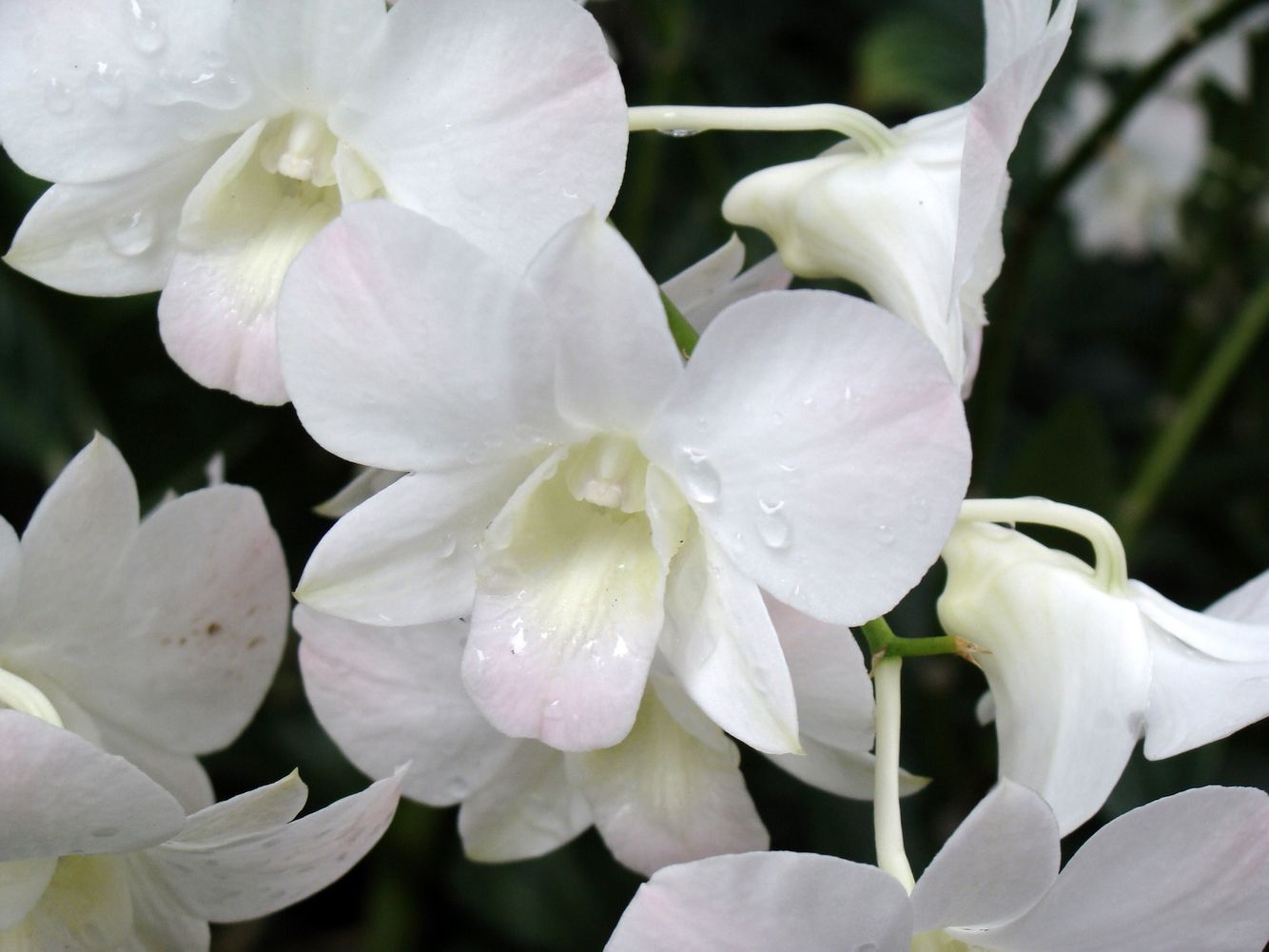 nature2010 Asia Singapore (46).JPG