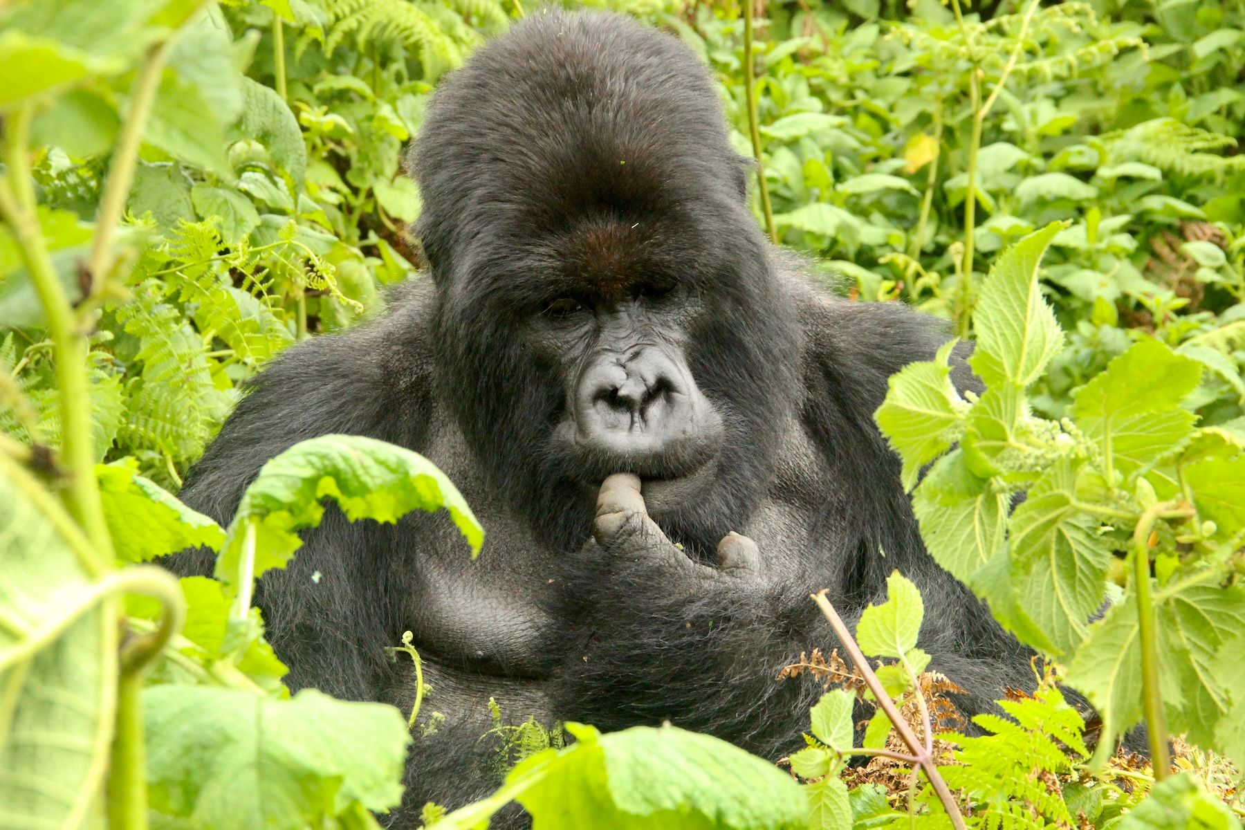 2016 Rwanda gorillas170 copy.JPG