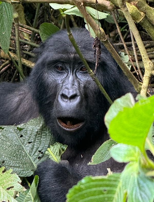 24 uganda gorilla bwindi gasp.jpeg