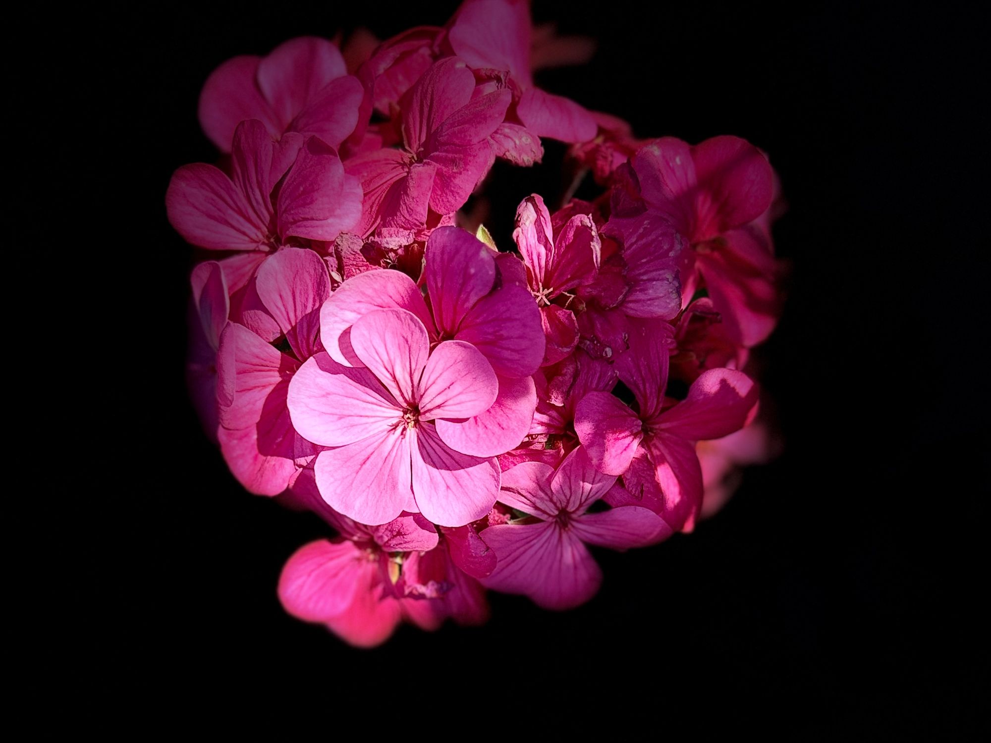 flower San José 2.jpeg