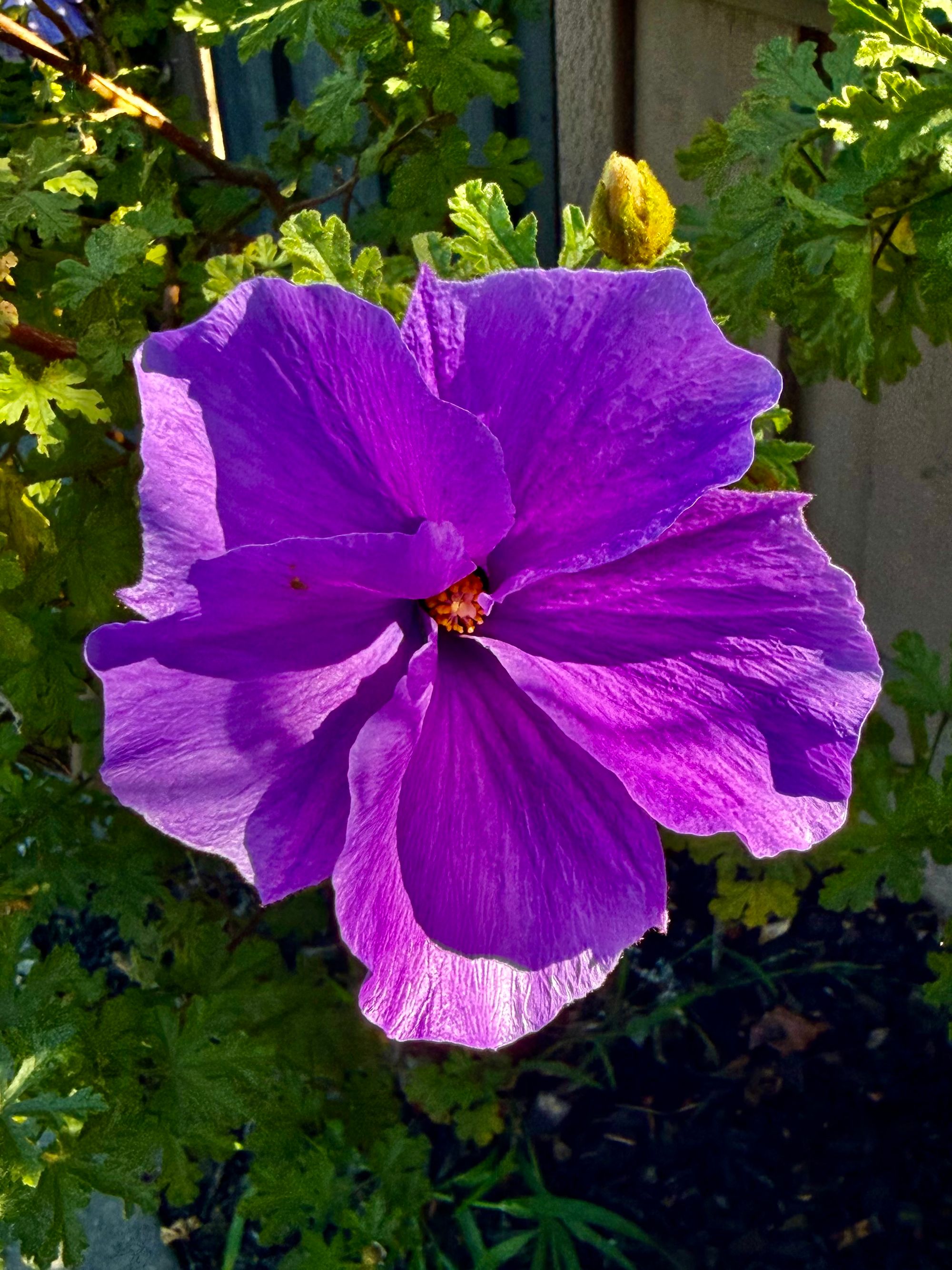 purple flower San José.jpeg