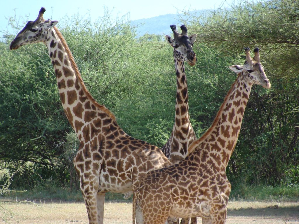 giraffe trio 105_c.jpeg