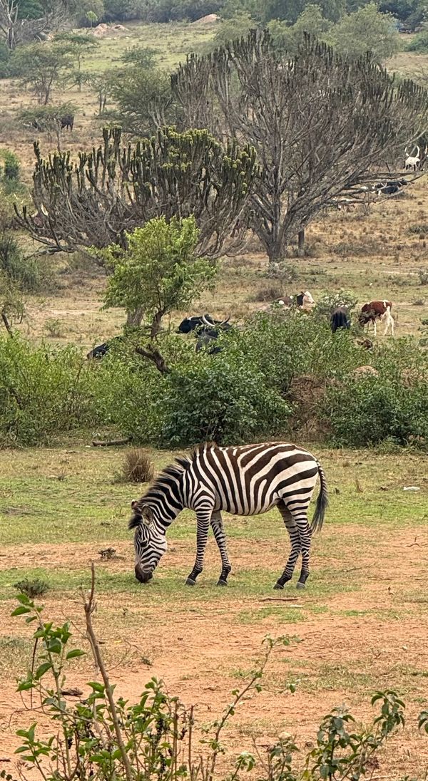 24 namibia zebra best 2.jpeg