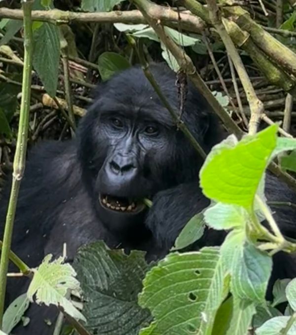 24 uganda gorilla 20.jpeg