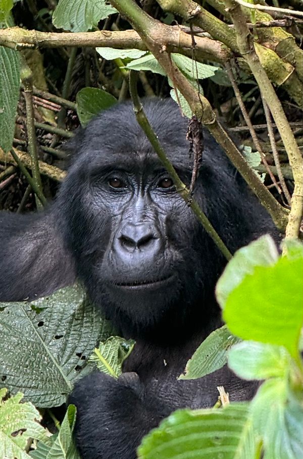 24 uganda gorilla 33.jpeg