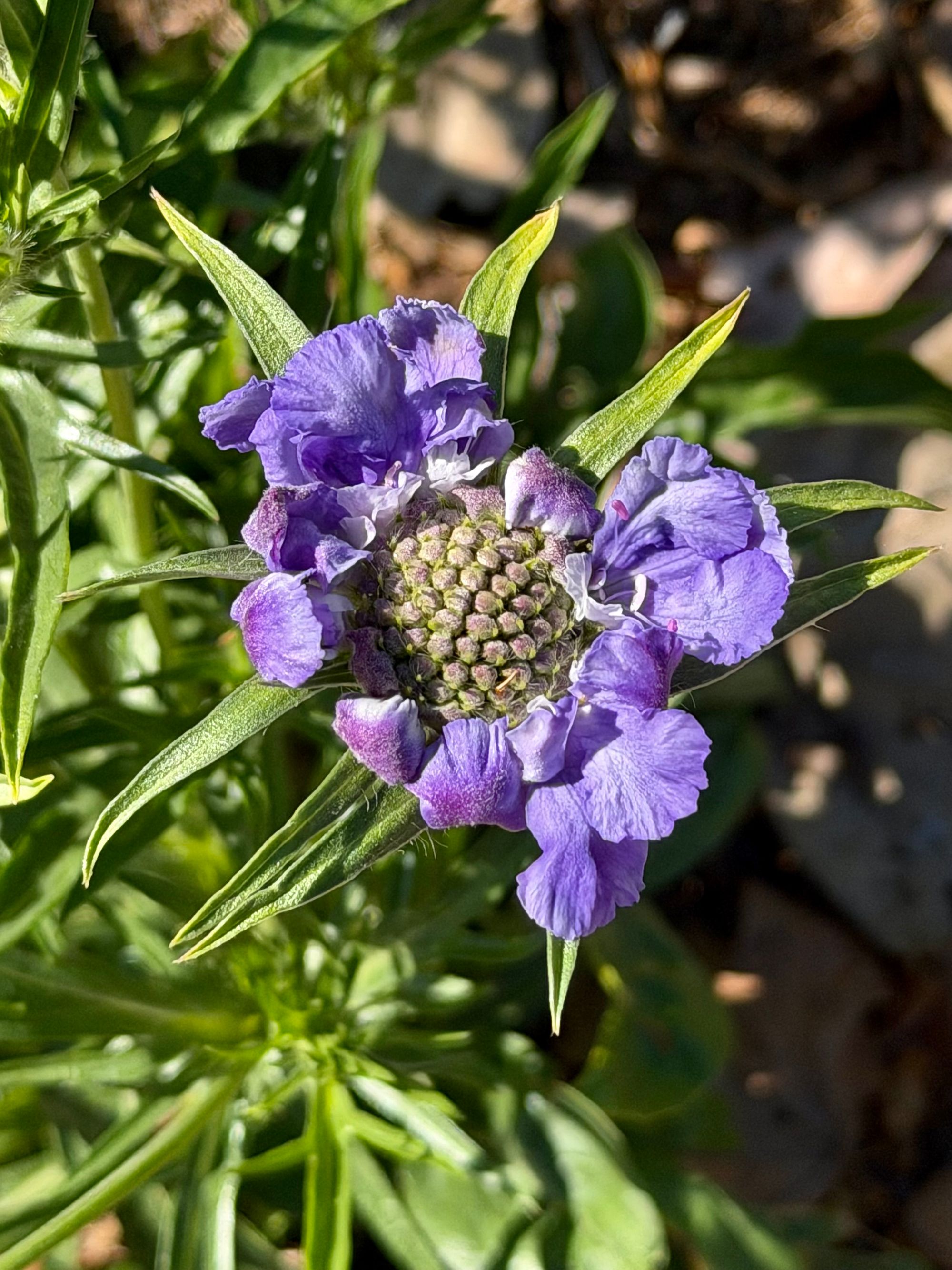 purple flower2 San José.jpeg