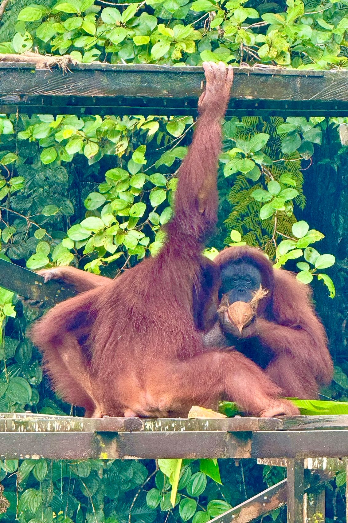 24 Malaysia Matang115.jpg