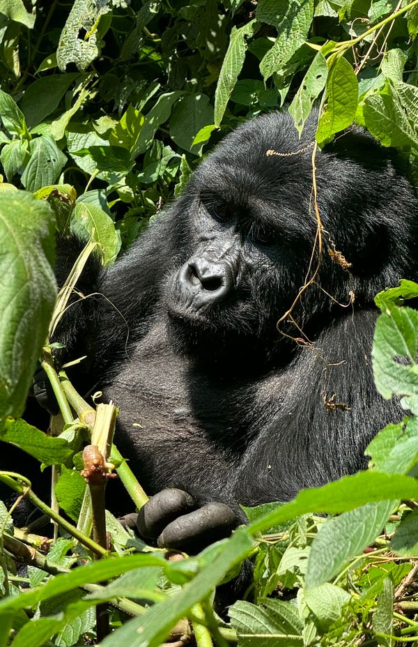 24 uganda gorilla bwindi 55.jpeg