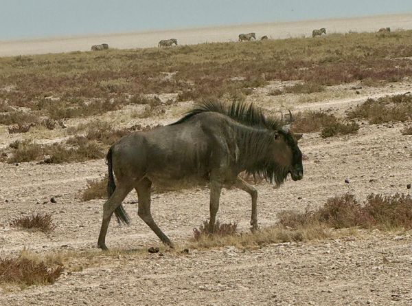 24 namibia etosha wildebeest6.jpeg