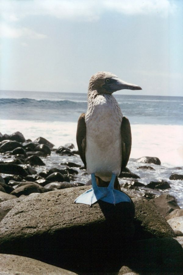 Galapagos 1996 (32).jpg