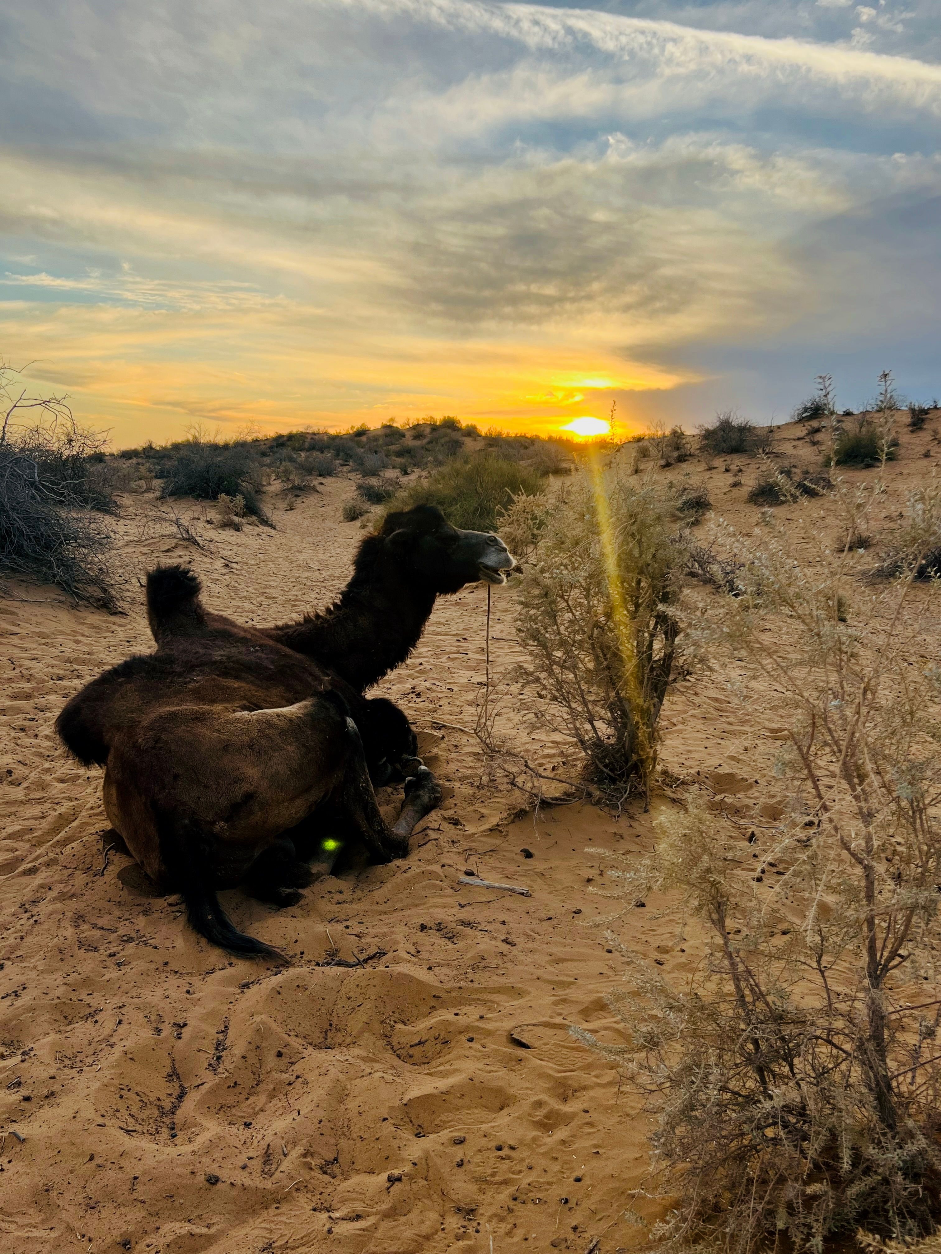 2023 Uzbek Aydar Kul Camp26 2.jpeg