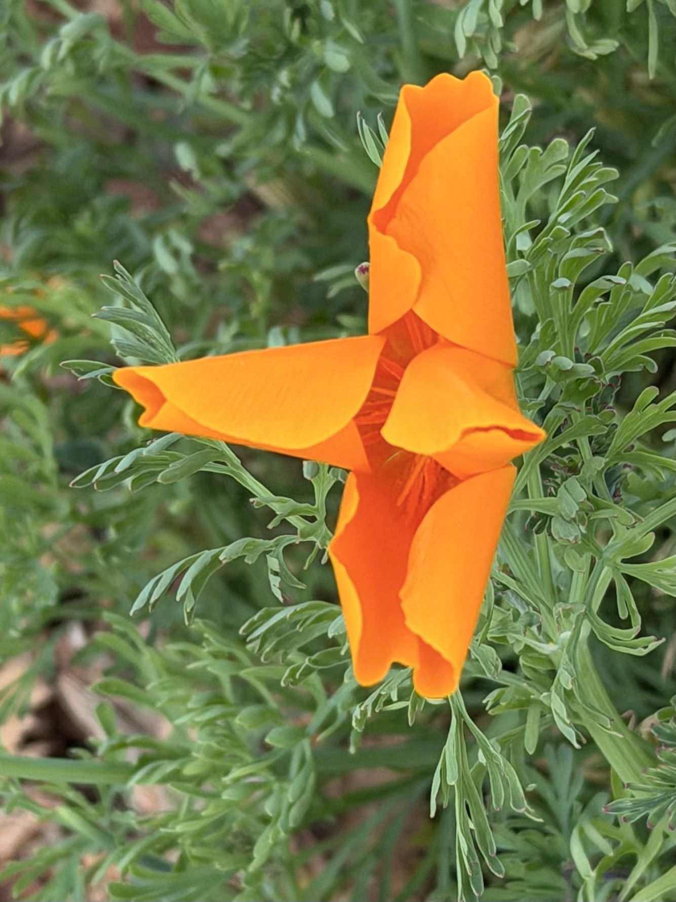 silly poppy San José.jpeg