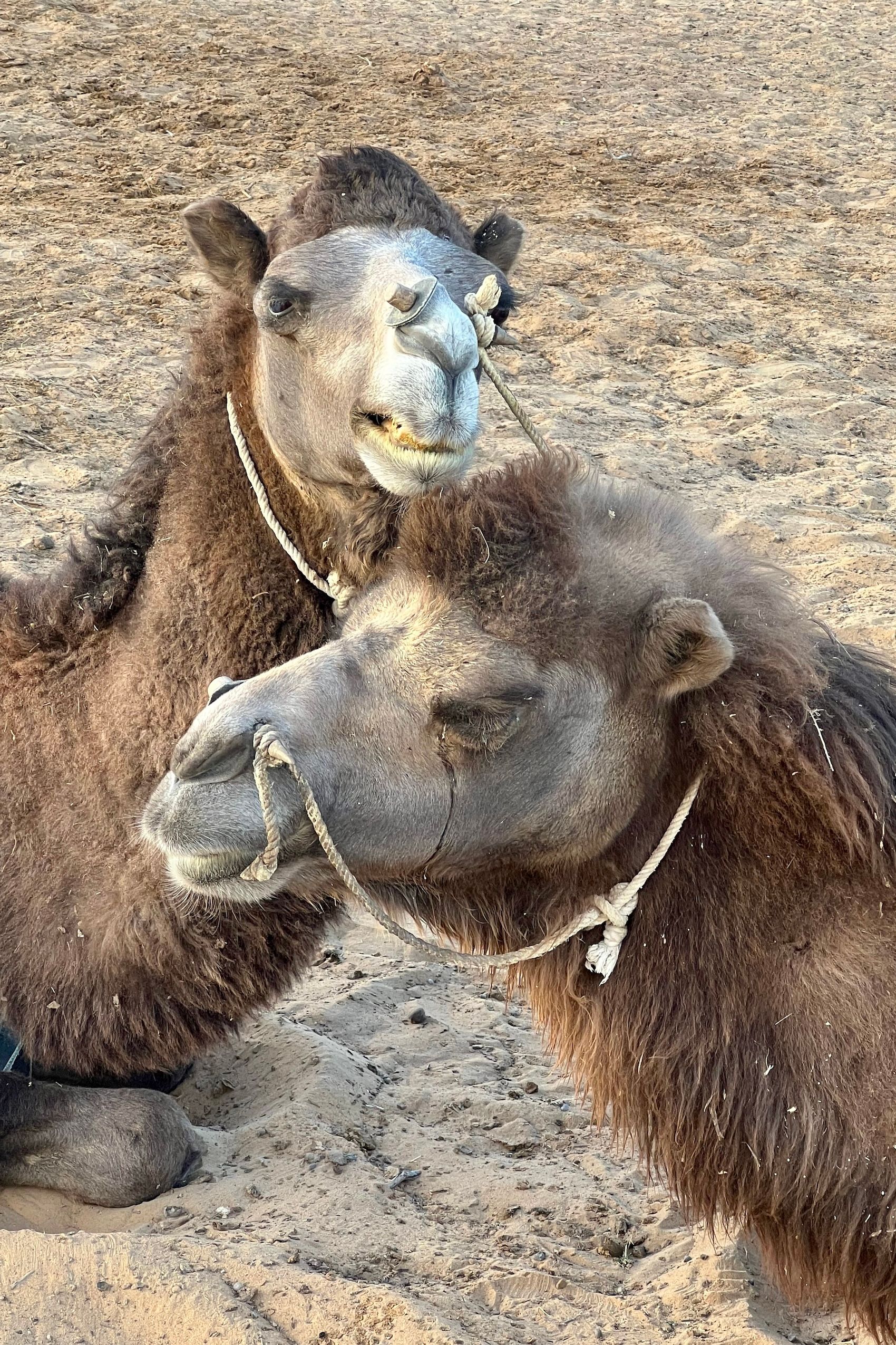 2023 Uzbek Aydar Kul Camp6.jpeg